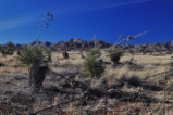 joshua trees in the Dragoon area